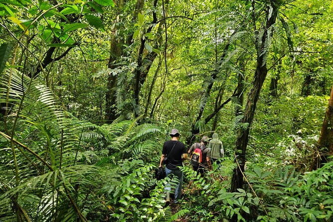 Jungle Trekking at Mt. Batukaru, scenic Waterfall & village life - Who Will Love This Tour?