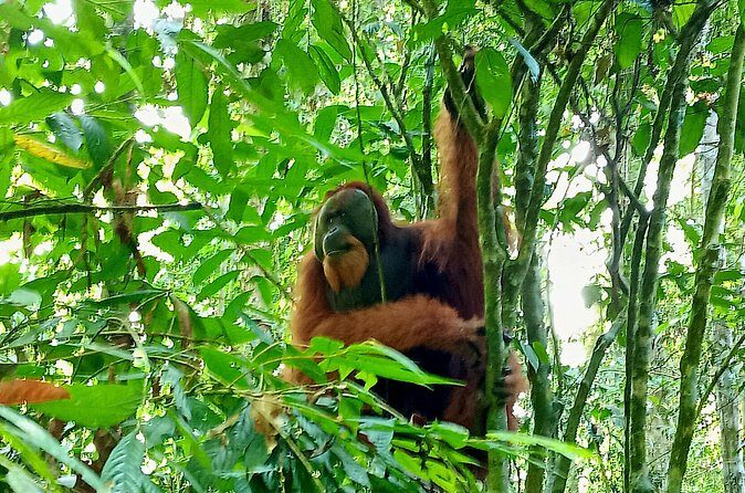 Jungle trekking Bukitlawang - FAQs