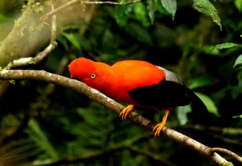 JUNGLE TRIP TO MANU PARK 3D/2N - Nighttime Wildlife Watch