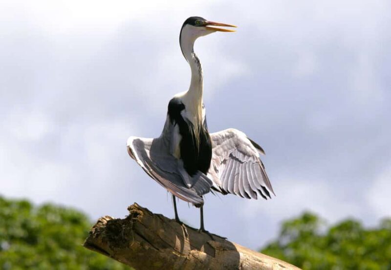 JUNGLE TRIP TO MANU PARK 3D/2N - Day Three: Return to Cusco via Atalaya and Hummingbird Garden