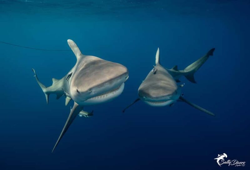 Jupiter, FL: Guided Shark Snorkel Trip - Key Points