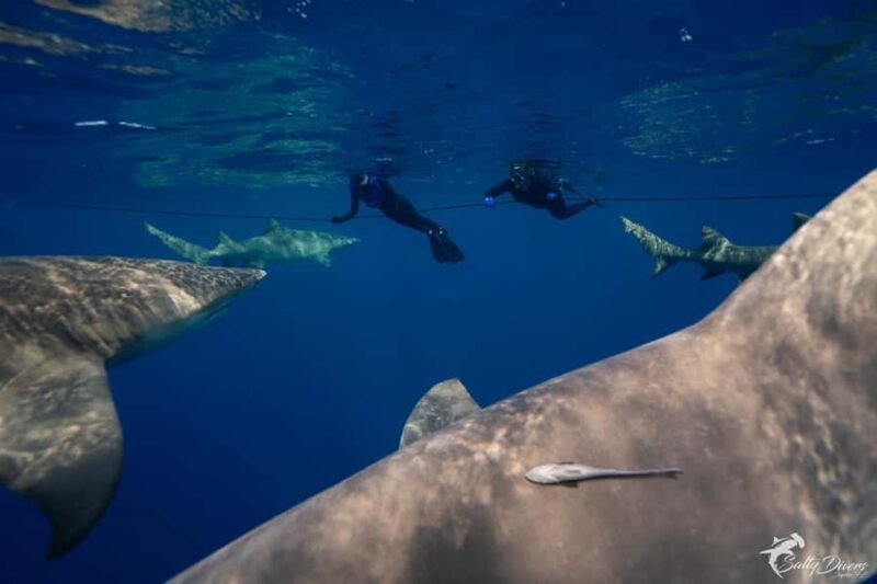 Jupiter, FL: Guided Shark Snorkel Trip - The Itinerary and What You Can Expect