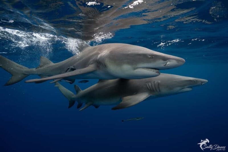 Jupiter, FL: Guided Shark Snorkel Trip - Practical Tips for Your Shark Snorkel Trip