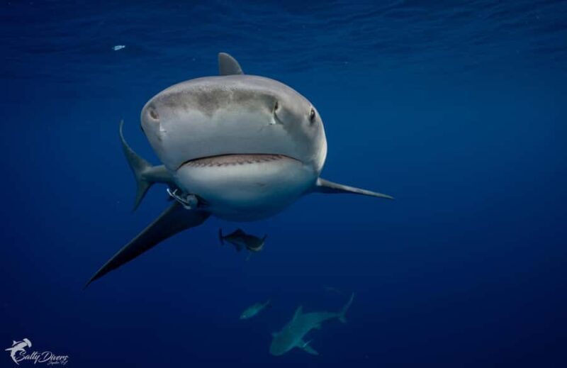 Jupiter, FL: Guided Shark Snorkel Trip - The Value and Who Will Love It