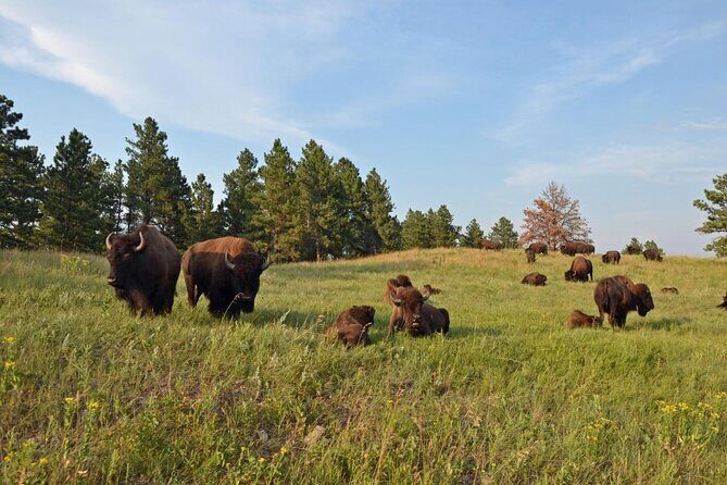 Just You & Your Group: Rushmore, Custer State Park & Crazy Horse - A Deep Dive into the Black Hills Private Tour