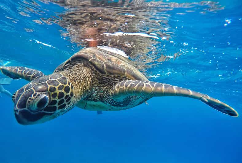 Ka'anapali Beach: Coral Reef Snorkel and Turtle Spotting - Key Points