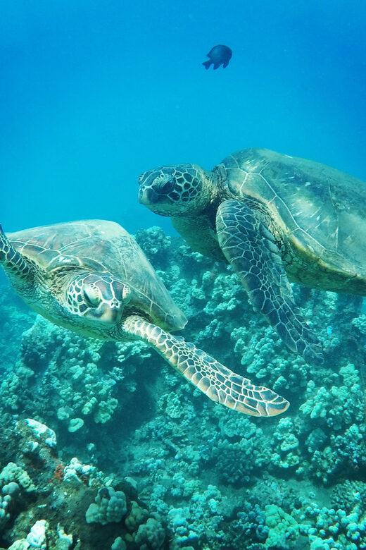 Ka'anapali Beach: Coral Reef Snorkel and Turtle Spotting - What Makes This Tour Special?