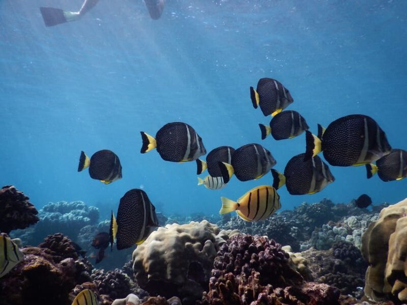 Ka'anapali Beach: Coral Reef Snorkel and Turtle Spotting - Who Should Consider This Tour?