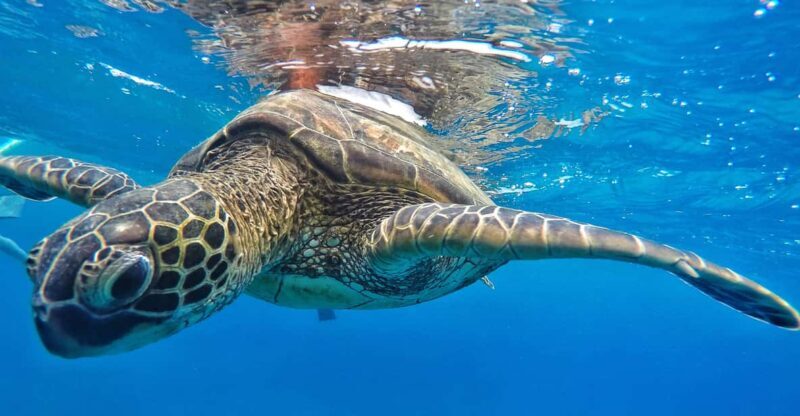 Ka'anapali Beach: Coral Reef Snorkel and Turtle Spotting - The Sum Up