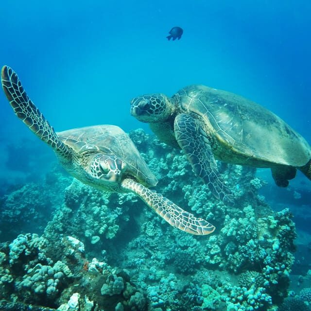 Ka'anapali Beach: Coral Reef Snorkel and Turtle Spotting - FAQs