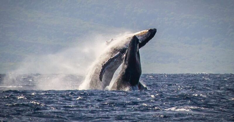 Kaanapali: Whale Watching Cruise with Open Bar - A Relaxed but Exciting Journey into Hawaii’s Marine World
