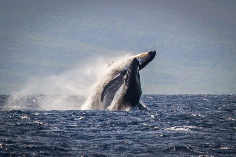 Kaanapali: Whale Watching Cruise with Open Bar - The Value: Is It Worth the Price?