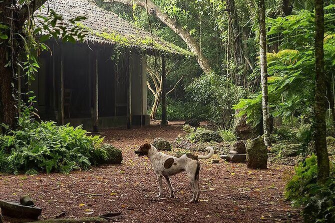 Kadadasi and the Backyard Forest - Experience Kadadasi and the Backyard Forest: A Journey into Sustainable Craft and Nature