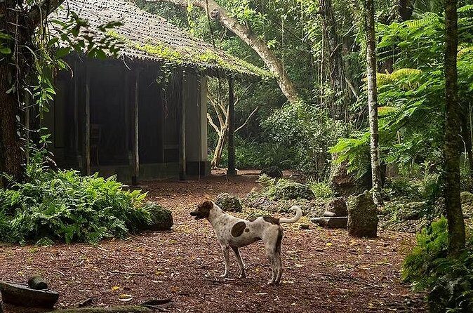 Kadadasi and the Backyard Forest - FAQ