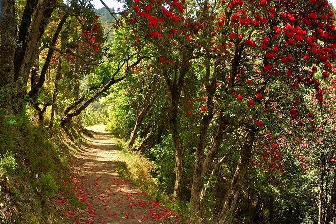 Kaflani Day Hike - Mussoorie - Detailed Review: Why We Think the Kaflani Day Hike Is Worth Your Time