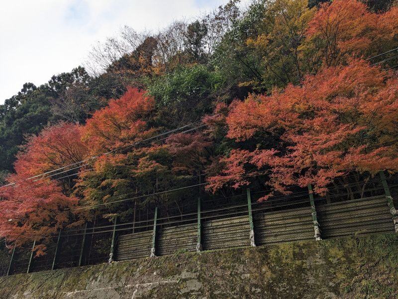 Kagawa/Kotohira Departure/Arrival: Half-Day Bus Tour of Secret Scenery: Oboke Gorge & Kazura Bridge - The Ride Matters More Than the Commentary