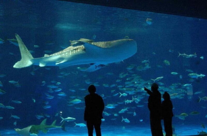 Kagoshima Aquarium Admission Ticket - Practical Tips for Your Visit