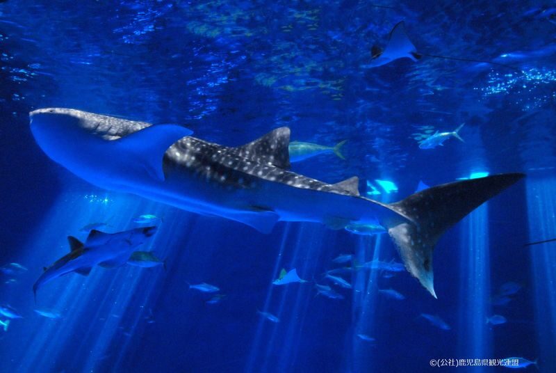 Kagoshima City Aquarium Ticket in Kyushu - What to Know Before You Go