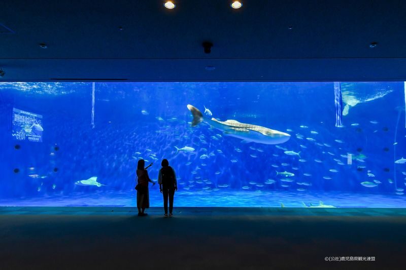 Kagoshima City Aquarium Ticket in Kyushu - Explore a Compact, Seven-Floor Aquarium