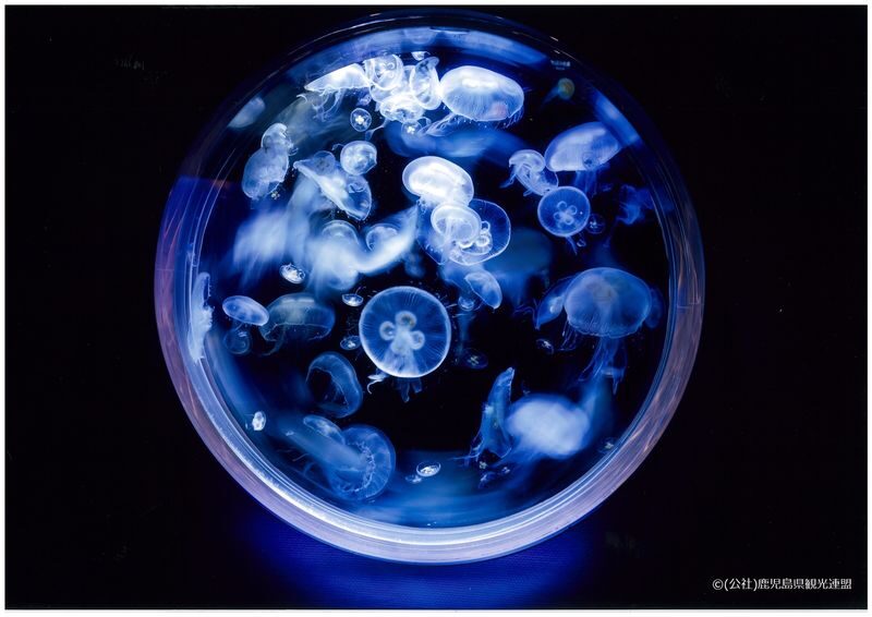Kagoshima City Aquarium Ticket in Kyushu - A Good Plan for Rain, Heat, or a Family Day