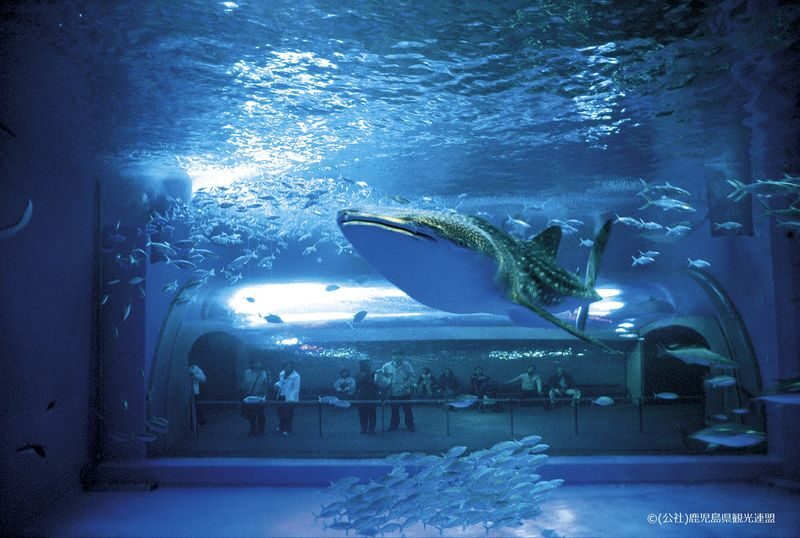 Kagoshima City Aquarium Ticket in Kyushu - Pair It With the Sakurajima Ferry Area