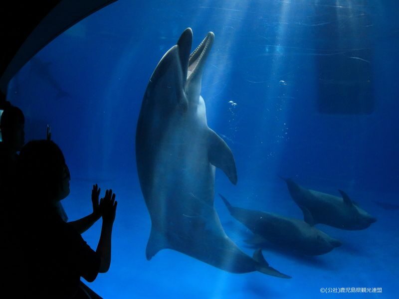 Kagoshima City Aquarium Ticket in Kyushu - Ticket Value and Booking Notes