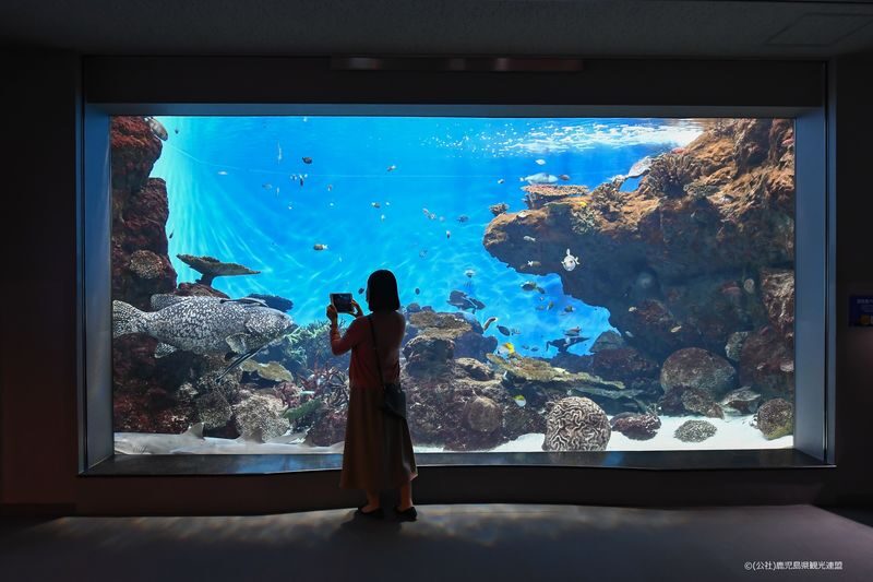 Kagoshima City Aquarium Ticket in Kyushu - Who Should Book This Aquarium?