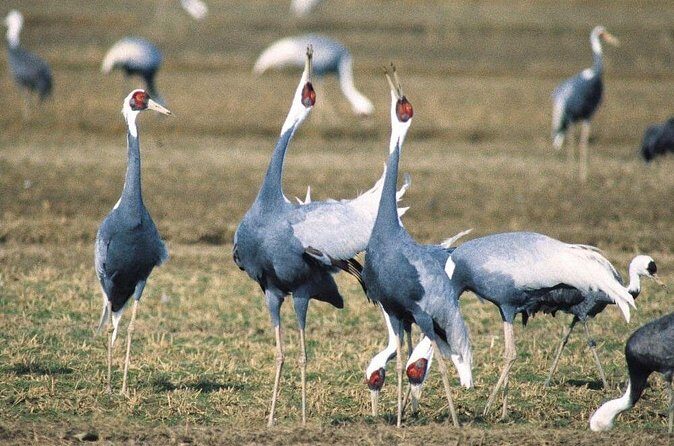 Kagoshima Crane Watching Tour (Nov. - Feb.) - Who Will Love This Tour?
