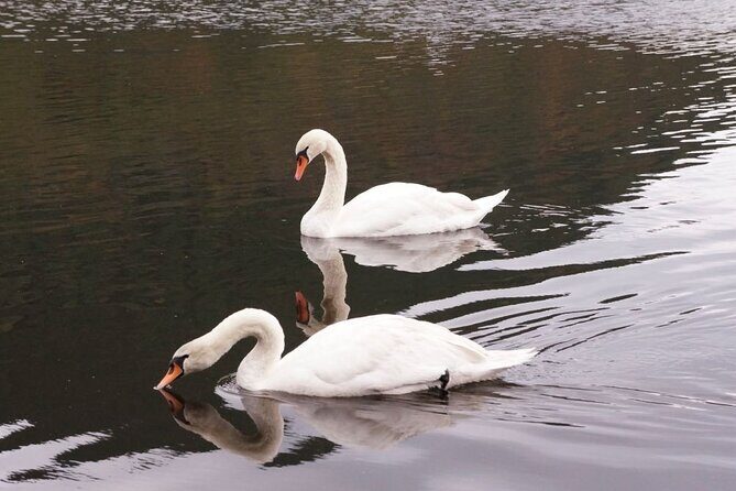 Kagoshima Crane Watching Tour (Nov. - Feb.) - Final Thoughts