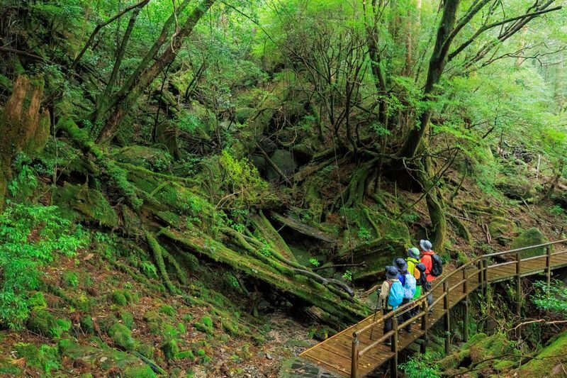 Kagoshima Day Tour: Hike World Heritage Yakushima by Express Jetfoil - The jetfoil turns Yakushima into a long day trip