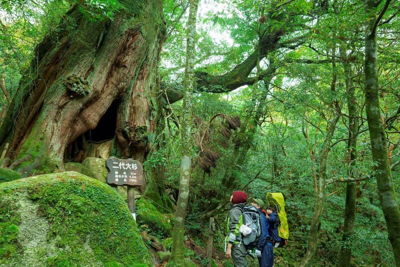 Kagoshima Day Tour: Hike World Heritage Yakushima by Express Jetfoil - Shiratani Unsuikyo’s cedar trail is the main event