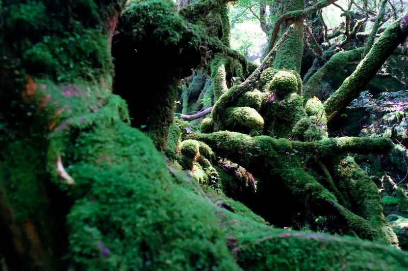 Kagoshima Day Tour: Hike World Heritage Yakushima by Express Jetfoil - Lunch and the long hours between boats