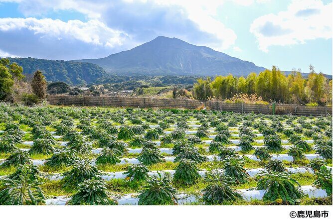 Kagoshima Nature and Food Culture Private Tour - The Practical Side: What to Expect