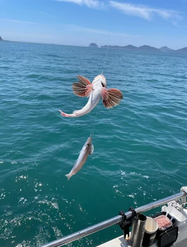 Kagoshima Shinko/Ibusuki Yamakawa Port/Kirishima Hayato Port Shared Fishing Trip: Kagoshima Shared Fishing Experience (Guaranteed Departure for 1 Person, Hotel Transfer, Free Fishing Gear, Fish Handling, Multiple Ports to Choose From) - Who should book this fishing trip?