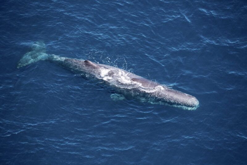 Kaikoura: 1-Hour Whale Watching Helicopter Tour - The Starting Point and What to Expect