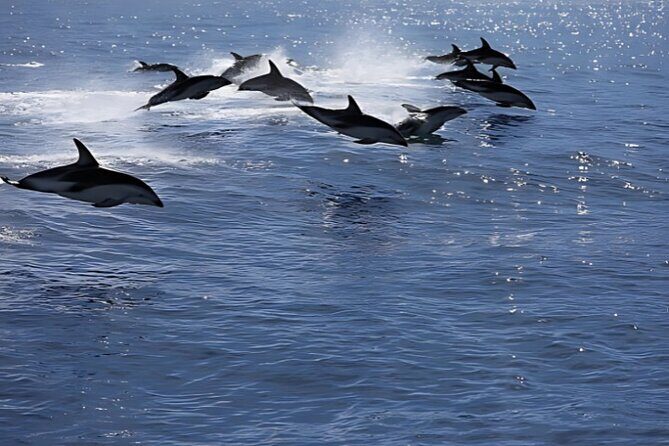 Kaikoura Day Tour From Christchurch - Exploring the Kaikoura Day Tour from Christchurch: An In-Depth Review