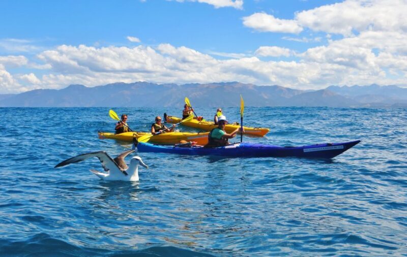 Kaikoura: Half-Day Wildlife Kayaking Tour - Key Points