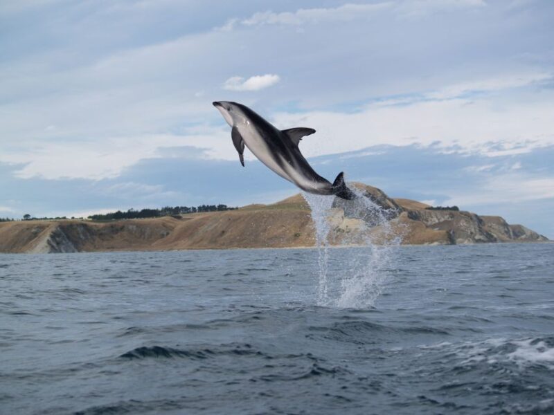 Kaikoura: Half-Day Wildlife Kayaking Tour - An Authentic Kaikoura Experience: What to Expect
