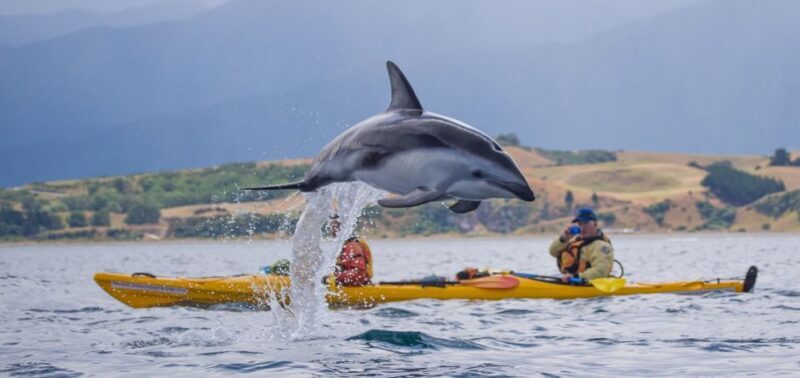 Kaikoura: Half-Day Wildlife Kayaking Tour - The Sum Up