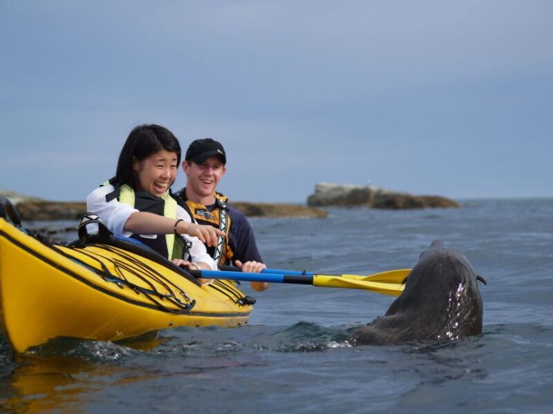 Kaikoura: Half-Day Wildlife Kayaking Tour - FAQ