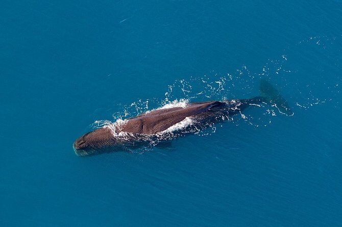 Kaikoura Helicopters Classic Whale Watch - Final Thoughts: Is It Worth It?