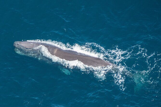 Kaikoura Helicopters Extended Whale Watch flight - A Closer Look at the Kaikoura Helicopters Whale Watch Experience
