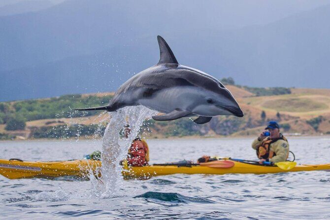 Kaikoura Kayaking Adventure Small Group Tour from Christchurch - Kaikoura Kayaking Adventure Small Group Tour from Christchurch: An Authentic Coastal Experience