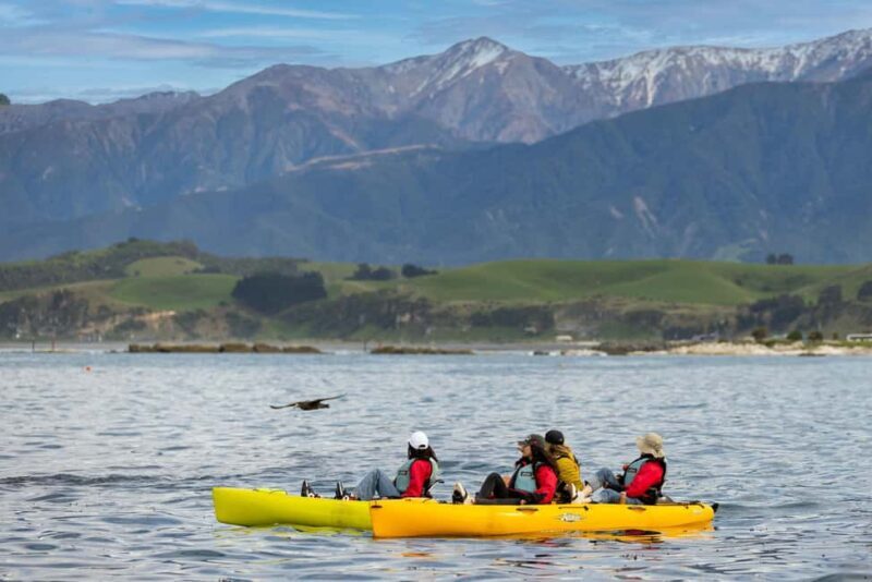 Kaikoura: Private Guided Kayak Tour with Seals - Wildlife Encounters