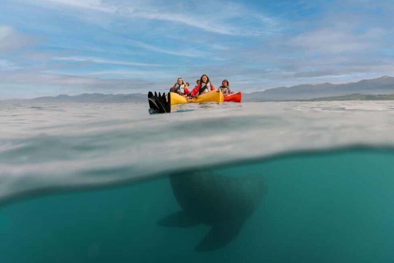 Kaikoura: Seal-Watching Pedal Kayak Tour - An In-Depth Look at the Kaikoura Seal-Watching Pedal Kayak Tour