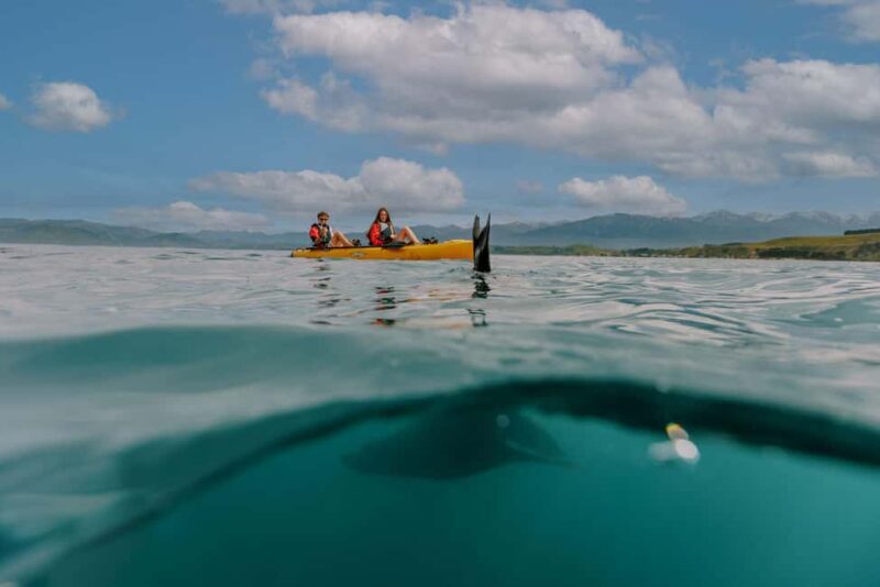 Kaikoura: Seal-Watching Pedal Kayak Tour - The Sum Up: Is It Worth It?