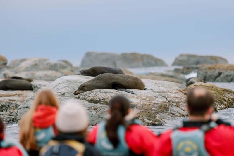 Kaikoura: Seal-Watching Pedal Kayak Tour - Frequently Asked Questions