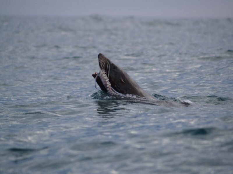 Kaikoura: Sunset Evening Kayaking Tour - Final Thoughts