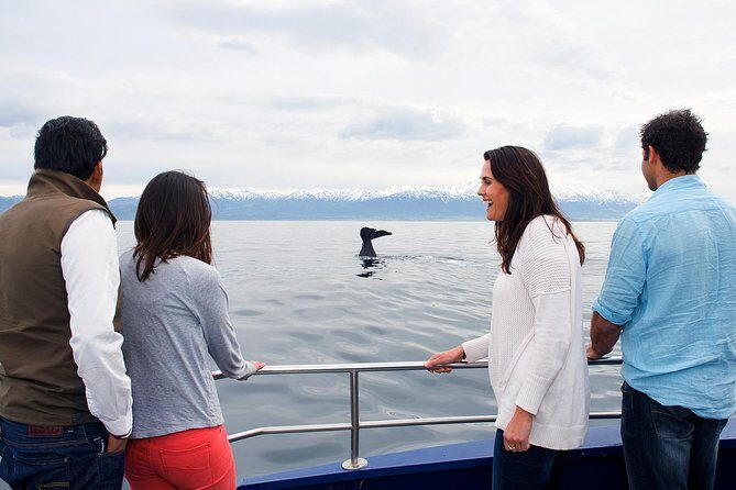 Kaikoura Whale Watch Day Tour from Christchurch - Key Points