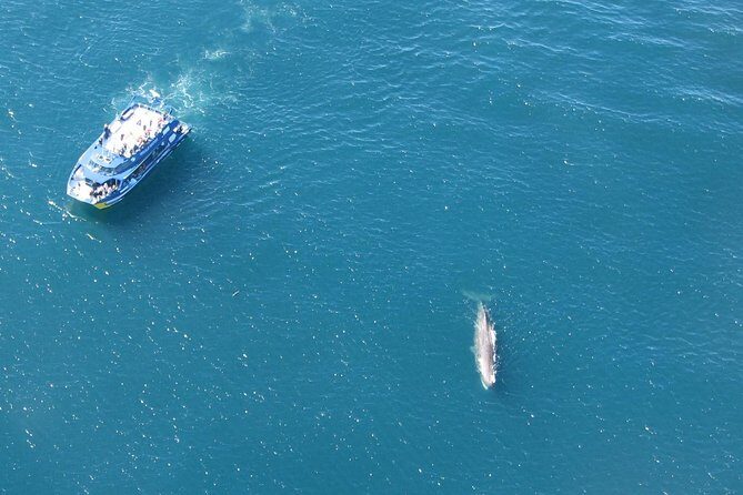 Kaikoura Whale Watch Day Tour from Christchurch - The Value of This Tour
